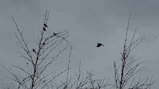 Download lagu Suara burung yang menenangkan ~ Burung murai oriental-robin memimpin paduan suara. Hidup dalam harmoni. 🎶🐦🌿 mp3