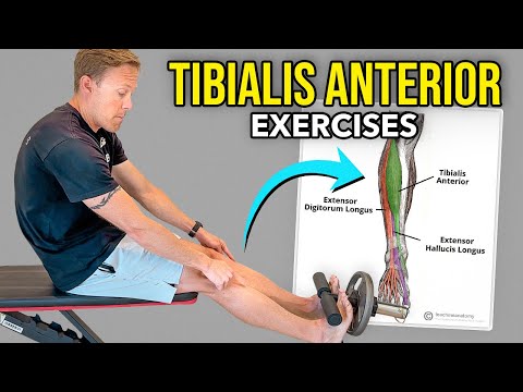 4 Tibialis Anterior Exercises