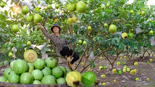 Sweet reward: Journey to harvest and sell guavas at the market - Tiểu Linh Nhi