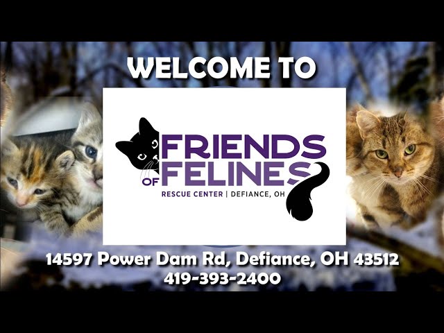 Live webcam view of Friends of Felines Live Cat Cam