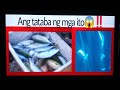 Ang Tataba Ng Mga Isdang Ito Trending Viral Video In The Philippines April 17 2024