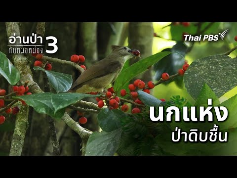 นกแห่งป่าดิบชื้น | อ่านป่ากับหมอหม่อง