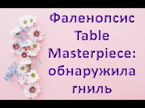 Орхидеи.ГНИЮЩИЕ в горшке КОРНИ.