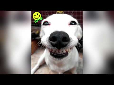 Crazy -   Ever Smiling Dog with a Tiny Friend on his Head !!