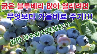 굵은 블루베리 많이 열리려면 무엇보다 가을비료 주기! 사과, 복숭아, 자두, 매실...일반 과수와 다른 점은…