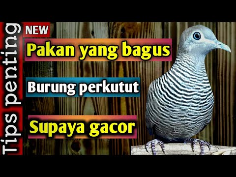 , title : 'Pakan Burung Perkutut Supaya Gacor Manggung Dan Gayer rajin Bunyi || Merbok Gacor'