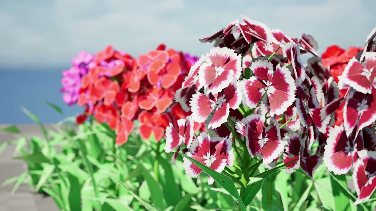 Flander Dianthus Barbatus 3D Model