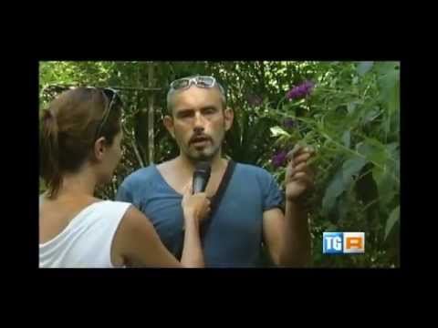Parco dei ligustri a Loreto Ap. Servizio del TG3 Abruzzo - 13 agosto 2014