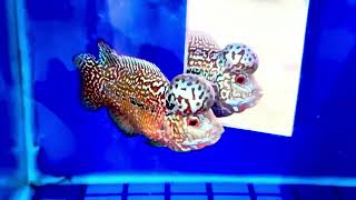 Lâu lâu cho em lên sóng kim chút tương tác