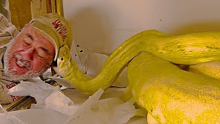 Top 5 Giant Snake Attacks 😳🐍