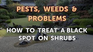 How to Treat a Black Spot on Shrubs