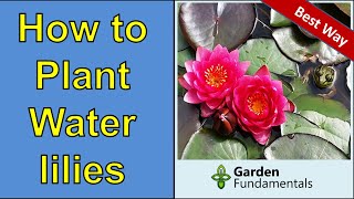 Best Way to Plant Water Lilies for Lots of Blooms