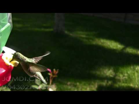 V04302 Female Anna's Hummingbird at feeder Realtime 720p HD