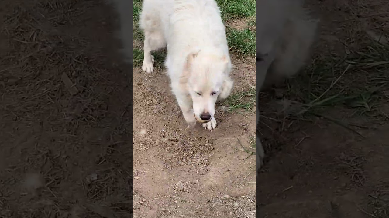 Enlarge Amaya in KY - Loves To Be With Her People, a Adoptable mixed breed in Paducah, KY video 4/4