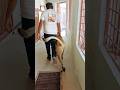 Tiger Badshah Animaldog Dog Badboyshah Dogbreeds