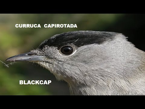 CURRUCA CAPIROTADA | BLACKCAP | Sylvia atricapilla