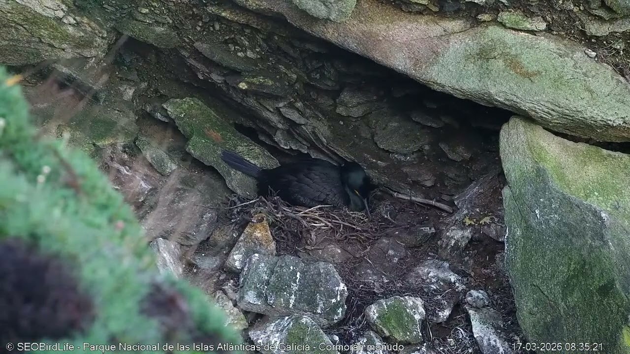 🥚 Primer huevo de cormorán moñudo!! P.N. Isalas Atlénticas de Galicia