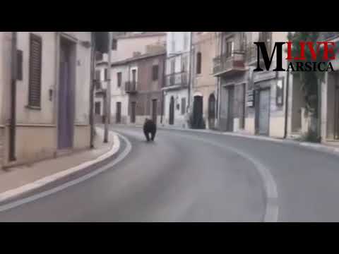 Incredibile passeggiata dell'orsa Amarena per le strade di Pescina