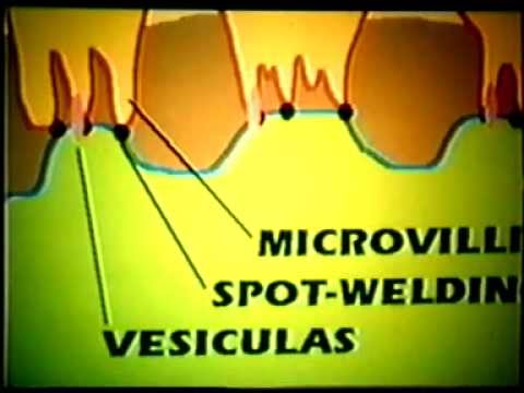 Dr Eduardo Kremenchutzky - Embriología humana