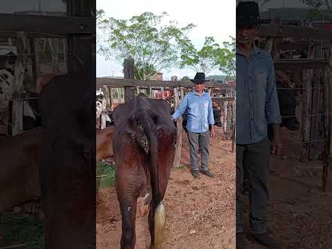 O preço da vaca na feira de Limoeiro-PE