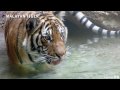 Malayan Tiger 