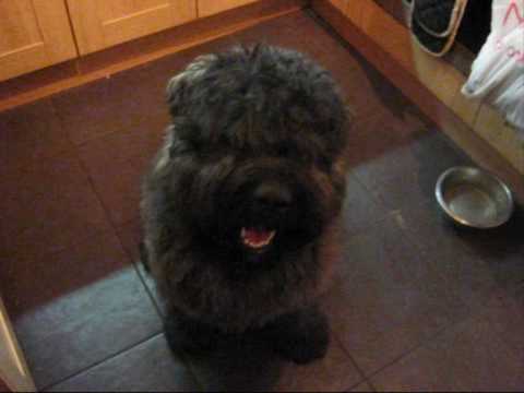 Bouvier des Flandres puppy 10 months old in "Where's The Steak?"