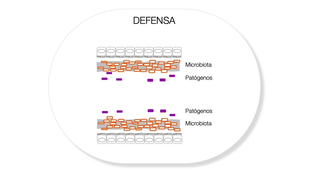 La microbiota intestinal - Disbiosis y esclerosis múltiple