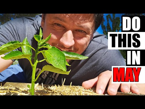 How To Grow Strawberries From Runners Tips and Tricks 2019