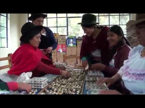 , title : 'Asociación de Productores Manuela Parco Producción Huevos de Codorniz'