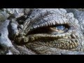 Overview Of A Giant Nile Crocodile HD 720p