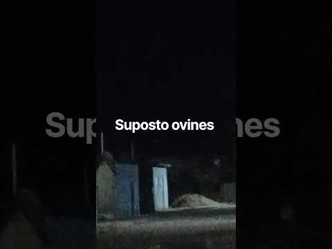 suposto ovines em cansanção BA