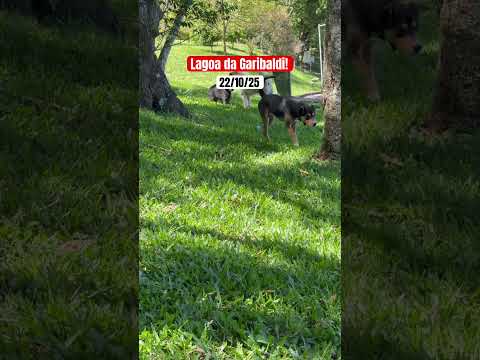 Lagoa da Garibaldi! #encantado #riograndedosul #lagoa