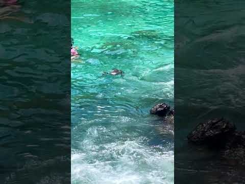 Snorkeling with sea lion baby in Muelle Tijeretas, San Cristobal in Galapagos