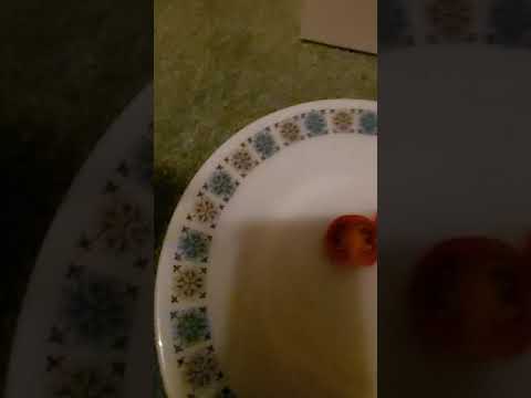 first hydroponic tomato taste test
