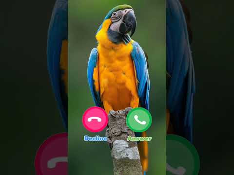 #ringtone #smartphone #music #ringtones