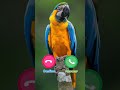 Ringtone Smartphone Music Ringtones