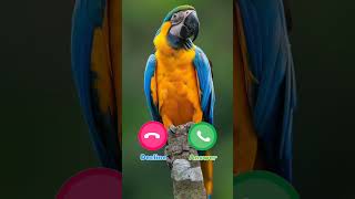 Download lagu #ringtone #smartphone #music #ringtones mp3