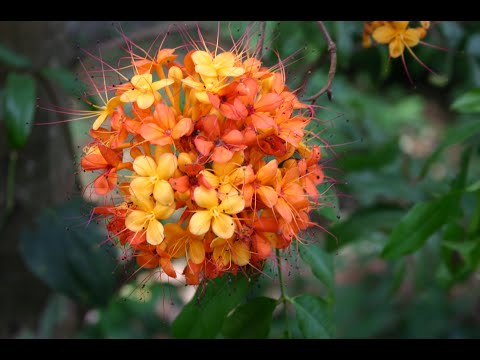 Saraca Indica Extract Powder