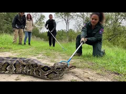 TERRIFYING PYTHON ATTACK on Family’s Golden Retriever! (Unbelievable Rescue Caught on Camera)
