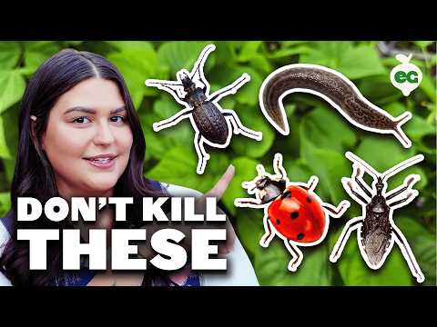 These Bad Bugs LOOK Like Good Bugs...Don't Get Them Confused!