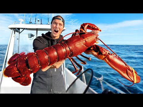 Fångar GIGANTISK HUMMER i Sverige (Not Clickbait ⚠️)