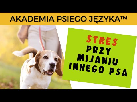 Mijanie innego psa.  3 sygnały, które świadczą o próbie kontroli sytuacji.