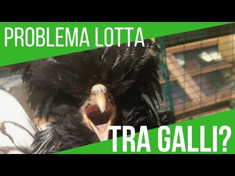 , title : 'PROBLEMA: UNIRE DUE GRUPPI DI GALLINE | PERICOLO LOTTA GALLI🐓🐓🐓'