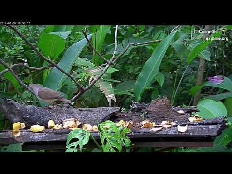 White-tipped Dove Makes An Appearance On The Feeder – May 30, 2019