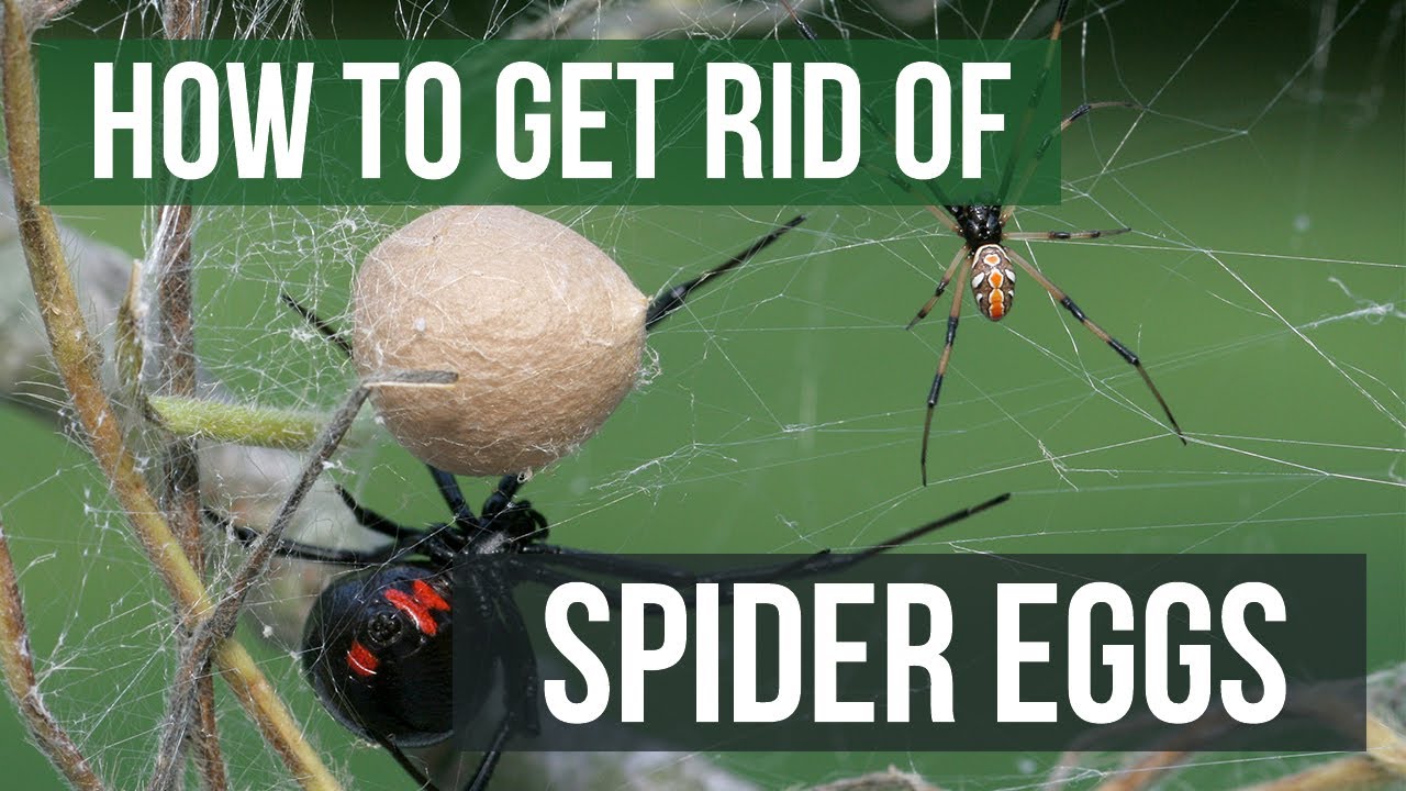 What to Do If You Find a Spider Egg Sac?: Safe Removal Tips