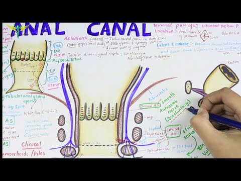 Anal Canal | Brief Anatomy | Easy
