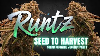 Runtz - Strain growing journey Part  I - Cannabis Cultivation