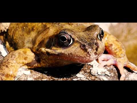 FULLJOS - Life (Official Music Video)