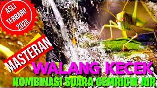 Download lagu WALANG KECEK/BELALANG KECEK DENGAN KOMBINASI SUARA GEMRICIK AIR,YANG MEMBUAT BURUNG MUDAH MENIRUKAN mp3 Download lagu WALANG KECEK/BELALANG KECEK DENGAN KOMBINASI SUARA GEMRICIK AIR,YANG MEMBUAT BURUNG MUDAH MENIRUKAN mp3