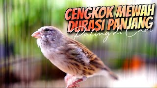 Download lagu CENGKOK MEWAH DURASI PANJANG PALING DICARI - MASTERAN KENARI RASA BLACKTHROAT GACOR SUARA JERNIH mp3